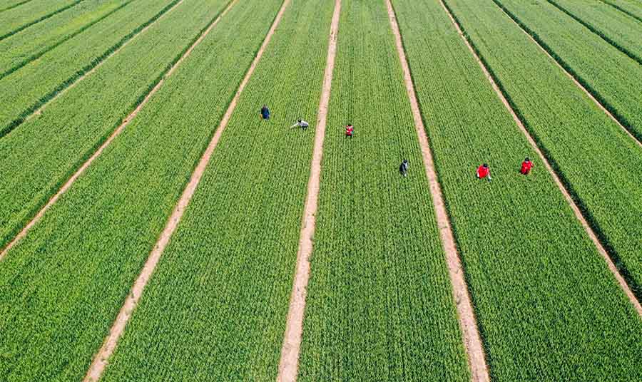 山東省鄒平市蔡家村高標(biāo)準(zhǔn)農(nóng)田，農(nóng)民在進行去雜作業(yè)。