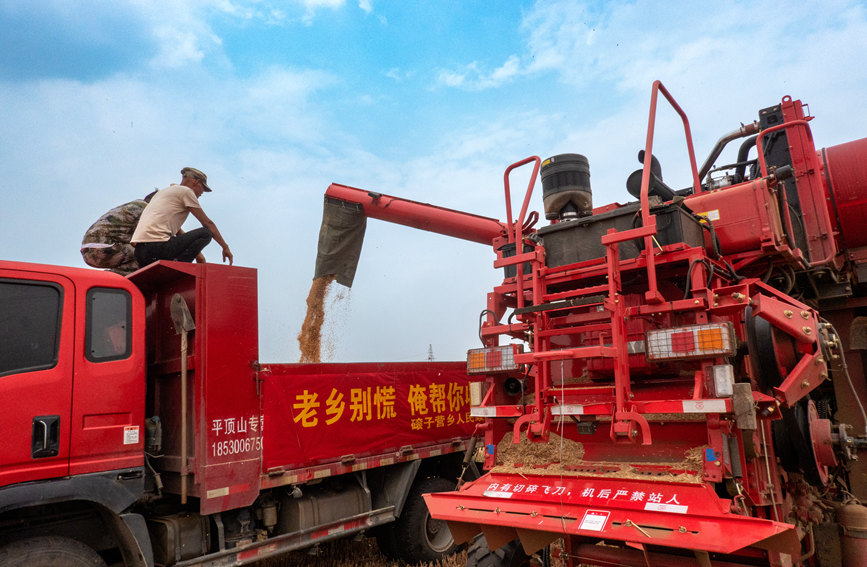 魯山縣組織多種形式的志愿隊(duì)伍，幫助困難群眾解決夏收夏種難題。葉全花攝