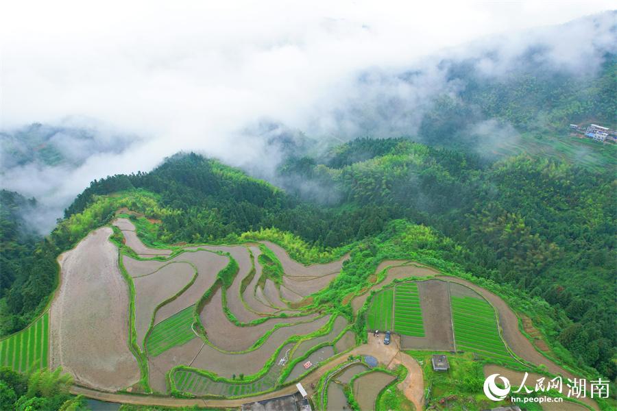 云中梯田美如畫。人民網(wǎng) 李芳森攝