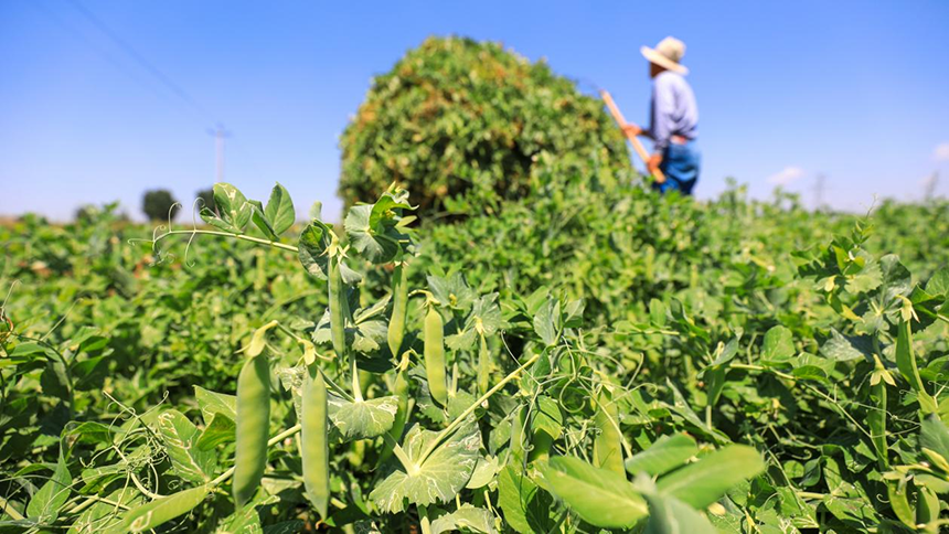 河北省唐山市灤南縣宋道口鎮(zhèn)崔董各莊村農(nóng)民在田間收獲豌豆。張永新攝