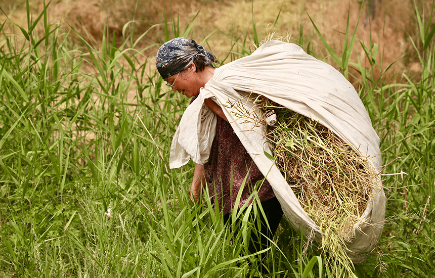 村民在收割油菜花，臉上綻放著豐收的喜悅。陳英華攝