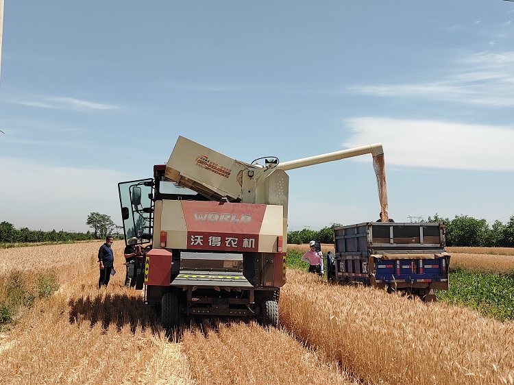 臨汾市堯都區(qū)賈得鄉(xiāng)大王村麥?zhǔn)宅F(xiàn)場。劉婷婷攝