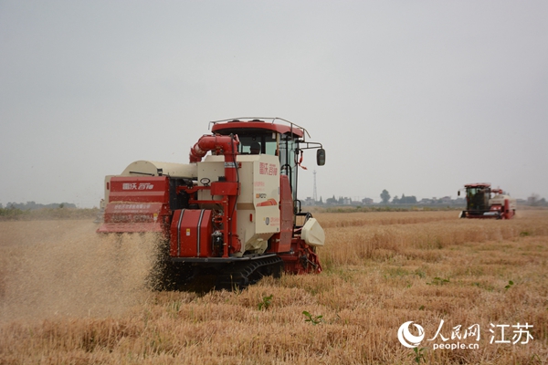 5月下旬，勝利圩高標(biāo)準(zhǔn)農(nóng)田內(nèi)，大型收割機(jī)作業(yè)。韋東寧攝