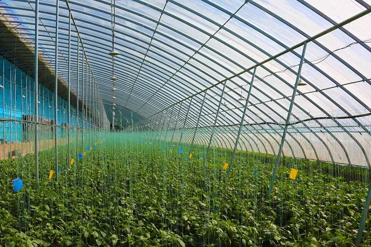 智慧蔬菜富民生。