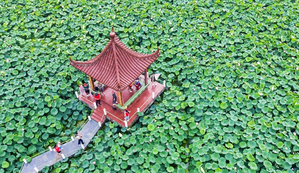 圖為金湖萬畝荷花蕩。陳義寶攝