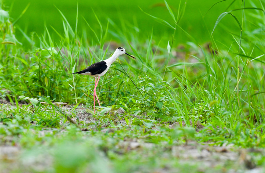生態(tài)綠屏修復(fù)完成，吸引眾多野生動(dòng)物在此棲息繁衍。翟鑫彬攝