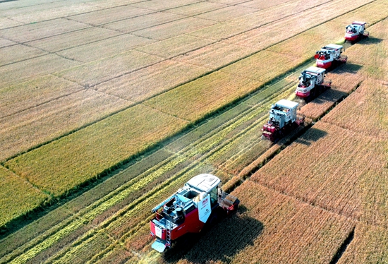 今年6月，河北省衡水市阜城縣碼頭鎮(zhèn)戈家墳村的麥田里，大型聯(lián)合收割機(jī)“組團(tuán)”作業(yè)。 苗鳳強(qiáng)攝
