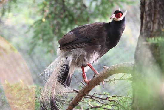 小五臺(tái)山國(guó)家級(jí)自然保護(hù)區(qū)繁育基地中的褐馬雞。姚偉強(qiáng)攝