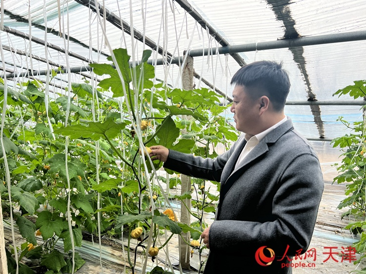 西青區(qū)辛口鎮(zhèn)大杜莊村黨總支書記、村委會(huì)主任畢紅鴿介紹當(dāng)下大棚里種植的造型奇特的文玩葫蘆。  人民網(wǎng) 孫翼飛攝