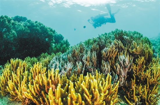 在三亞蜈支洲島附近海域，游客在體驗海底美景。 本報記者 武威 通訊員 韋尚婷 攝