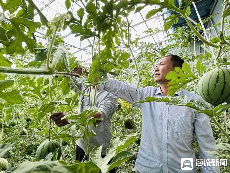 西瓜、藍莓、草莓上高原！山東濰坊援藏組因地制宜打造特色蔬菜發(fā)展中心