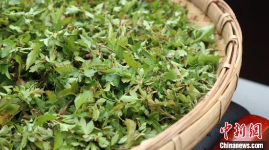 圖為班瑪藏雪茶?！O睿 攝