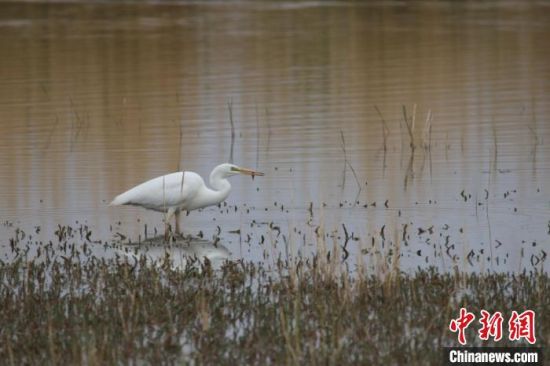 圖為大白鷺?？婶斂撕?托素湖自然保護(hù)區(qū)服務(wù)中心供圖 　　
