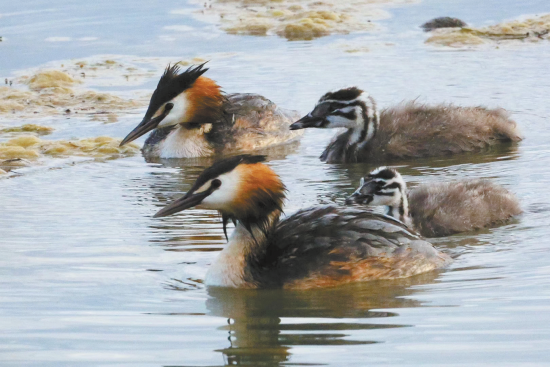 鳳頭鸊鷉。楊濤 攝