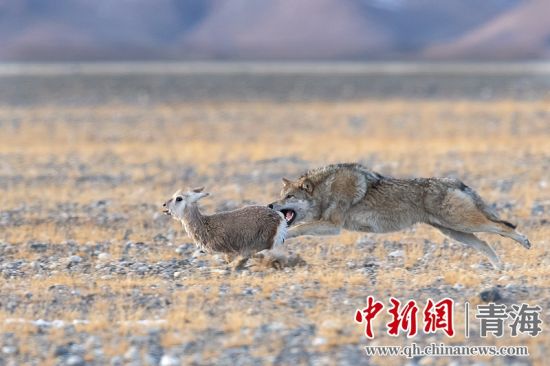 圖為獲獎(jiǎng)作品。同海元供圖