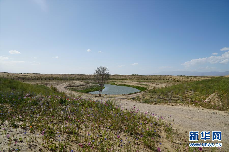 （決戰(zhàn)決勝脫貧攻堅(jiān)·圖文互動(dòng)）（4）高原鄉(xiāng)鎮(zhèn)沙珠玉 治沙斗貧成“綠?！薄嗪Ｊ」埠涂h沙珠玉鄉(xiāng)采訪見聞