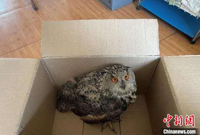 圖為青海省西寧市大通縣公安局森林警察大隊(duì)民警救助的國家二級(jí)保護(hù)野生動(dòng)物——雕鸮?！∏嗪Ｊ」矎d森林警察總隊(duì)供圖 攝