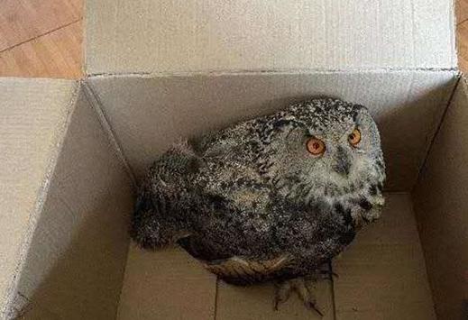 圖為青海省西寧市大通縣公安局森林警察大隊民警救助的國家二級保護野生動物——雕鸮?！∏嗪Ｊ」矎d森林警察總隊供圖 攝