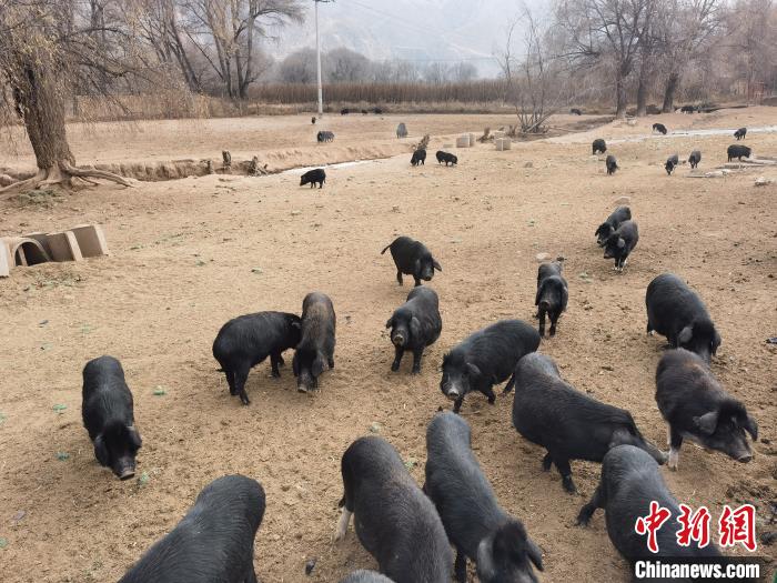 圖為藏香豬?！∑钤鲚?攝