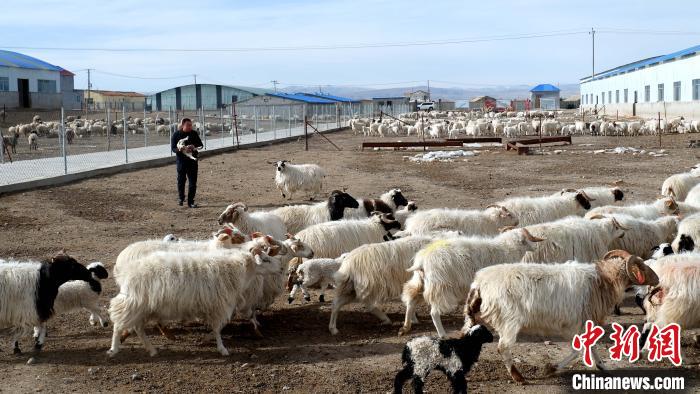 圖為馬金山查看羊羔長(zhǎng)勢(shì)。　李雋 攝