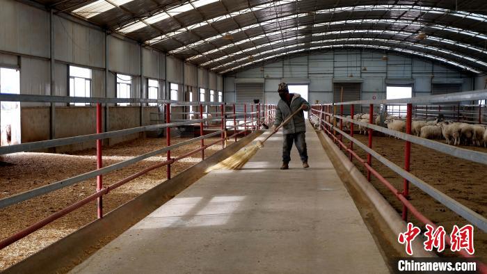 圖為放牧員扎布拉正在打掃羊棚衛(wèi)生。　李雋 攝