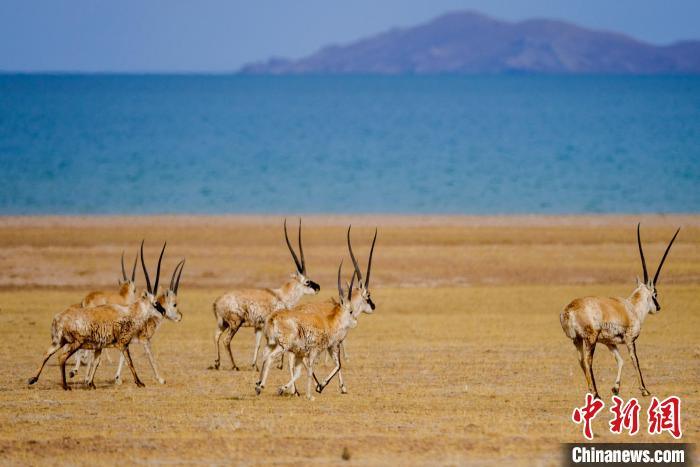 圖為西藏藏羚羊在色林錯(cuò)湖邊覓食，隨著保護(hù)措施的不斷加強(qiáng)，如今西藏藏羚羊種群數(shù)量獲得恢復(fù)性增長?！〗w波 攝