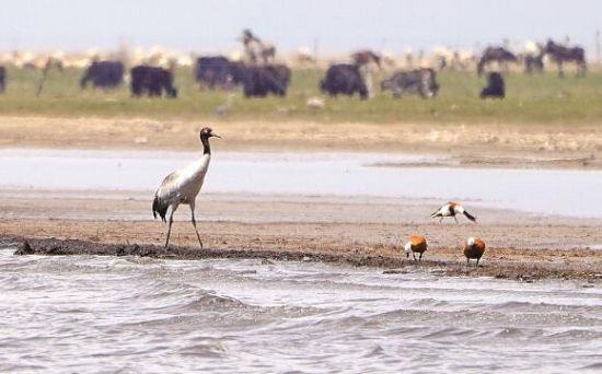  仙女灣一只黑頸鶴正在湖邊覓食。攝影：海東