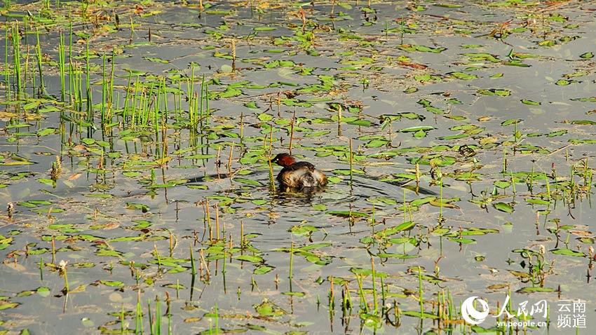 納帕海濕地內(nèi)遷徙停留的鳥。呂昊辰攝