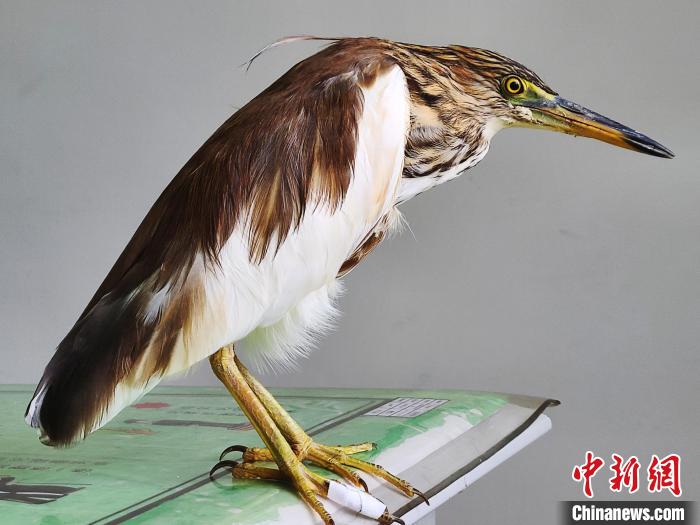 圖為被救助的國家一級(jí)重點(diǎn)保護(hù)動(dòng)物池鷺?！×鴿商?攝