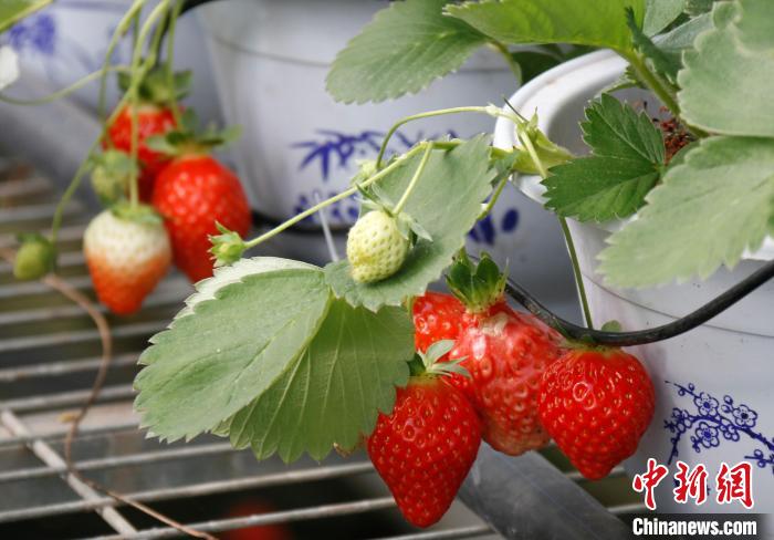 青?；ブ捍蛟烊珖?guó)最大高原草莓種苗繁育中心