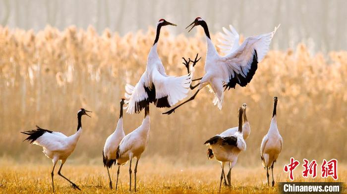 江蘇鹽城黃海濕地上的丹頂鶴?！←}城市委宣傳部供圖