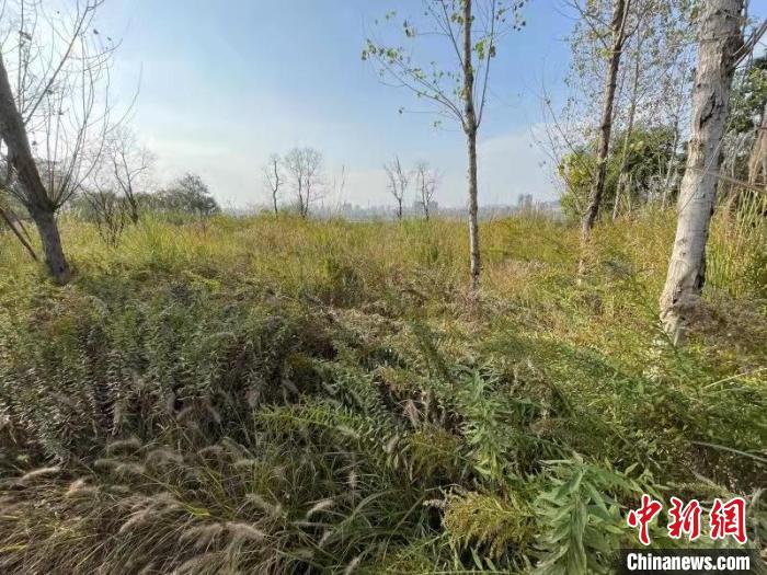 發(fā)現(xiàn)的加拿大一枝黃花?！畈?攝