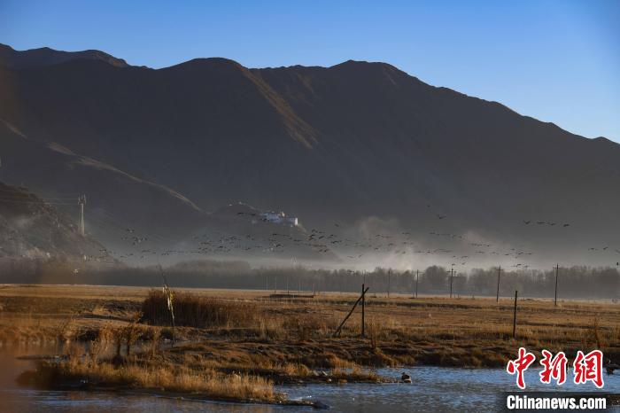 圖為拉薩市林周縣境內(nèi)飛翔的候鳥(niǎo)?！∝暩聛?lái)松 攝
