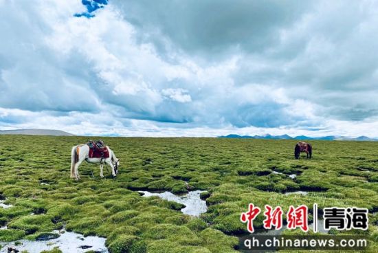 圖為長江南源沼澤濕地。李江寧攝