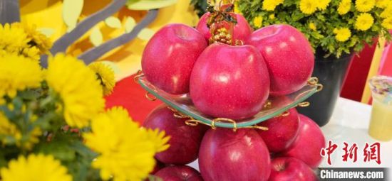 2021年10月15日，中國(guó)蘋(píng)果首屆產(chǎn)銷(xiāo)峰會(huì)暨甘肅平?jīng)龉焚Q(mào)易大會(huì)在平?jīng)鍪徐o寧縣開(kāi)幕。(資料圖) 魏建軍 攝