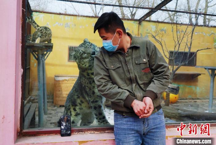 圖為雪豹“奶爸”史壽軍直播休息時與雪豹互動。　馬銘言 攝