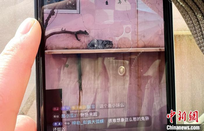 圖為雪豹“奶爸”史壽軍正在直播?！●R銘言 攝