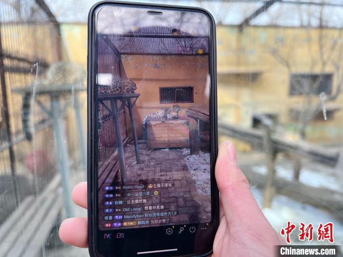 圖為雪豹“奶爸”史壽軍正在直播?！●R銘言 攝