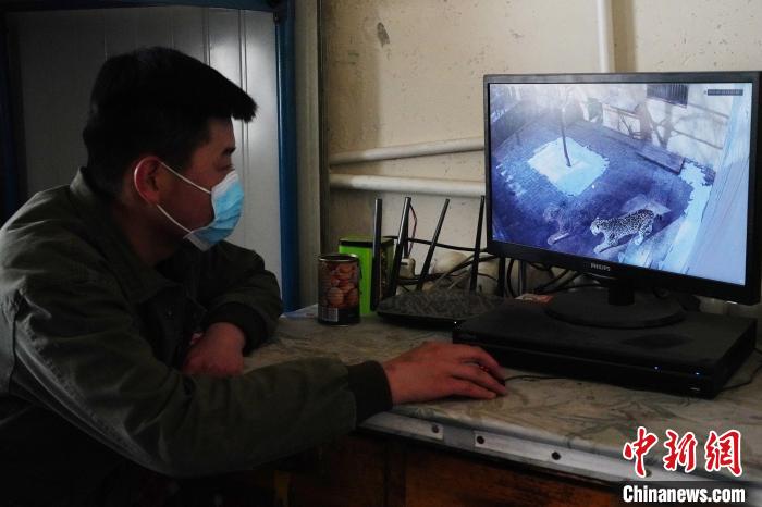 圖為雪豹“奶爸”史壽軍通過監(jiān)控察看雪豹情況?！●R銘言 攝