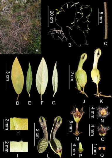 云南發(fā)現一植物新種綠汁江吊燈花已極度瀕危