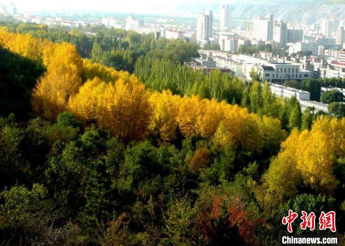 青海:2021年完成義務植樹1910萬株