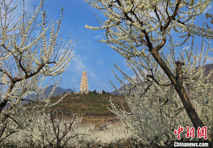 潔白的李花與碉樓交相輝映，勾勒出一幅美麗的和諧生態(tài)畫卷?！『吻搴?攝