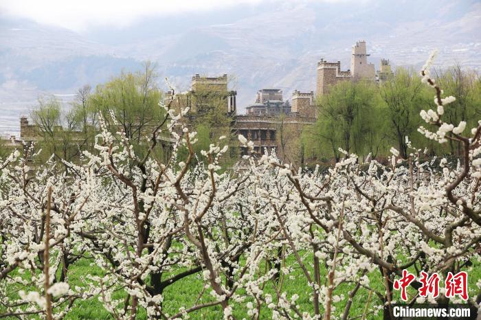 潔白的李花與村寨交相輝映，勾勒出一幅美麗的和諧生態(tài)畫卷?！『吻搴?攝