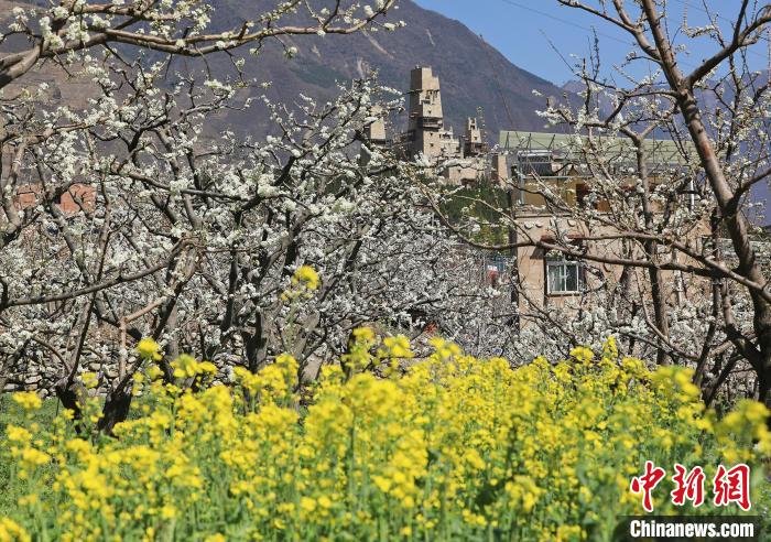 潔白的李花與村寨交相輝映，勾勒出一幅美麗的和諧生態(tài)畫卷?！『吻搴?攝
