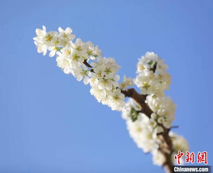 李花盛開?！『吻搴?攝