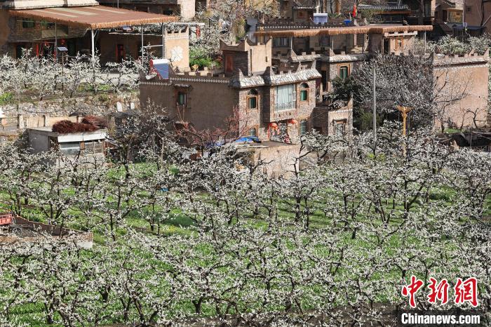 潔白的李花與村寨交相輝映，勾勒出一幅美麗的和諧生態(tài)畫卷?！『吻搴?攝