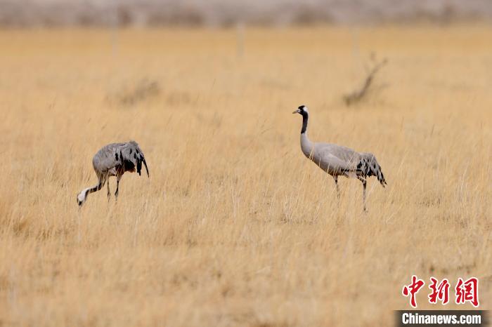 圖為灰鶴在青海海西蒙古族藏族自治州都蘭縣巴隆地區(qū)“閑庭漫步”?！?松太加 攝