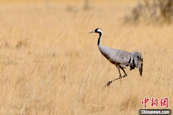 圖為灰鶴在青海海西蒙古族藏族自治州都蘭縣巴隆地區(qū)“閑庭漫步”?！?松太加 攝