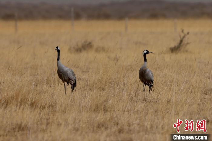 圖為灰鶴在青海海西蒙古族藏族自治州都蘭縣巴隆地區(qū)“閑庭漫步”?！?松太加 攝