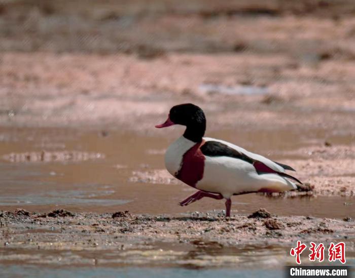 圖為翹鼻麻鴨?！」Π栽?攝